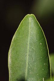              Margin (Riverside, CA)       