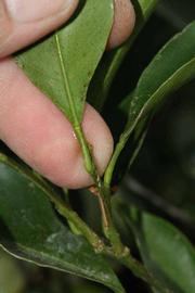              Petiole (Riverside, CA)       