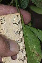              Unifoliolate leaf (Riverside, CA)       