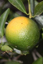            Immature fruit (Riverside, CA)   