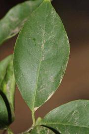              Unifoliolate leaf (Riverside, CA)       