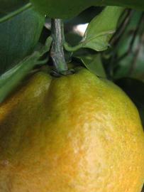            Fruit (Winter Haven, FL)   