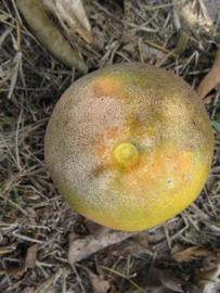            Fruit (Winter Haven, FL)   