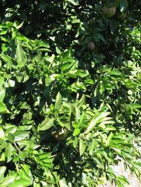              Sun leaves (Winter Haven, FL)       