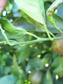              First year twig (Winter Haven, FL)       