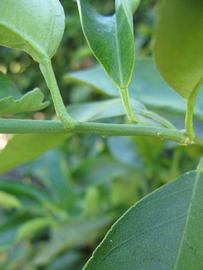              First year twig (Winter Haven, FL)       