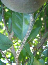              Second - third year twig (Winter Haven,   FL)       