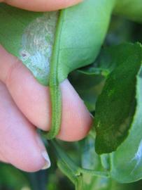              Petiole (Winter Haven, FL)       