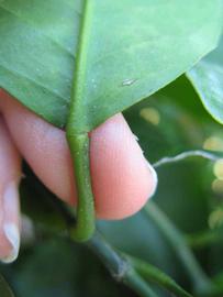              Petiole (Winter Haven, FL)       