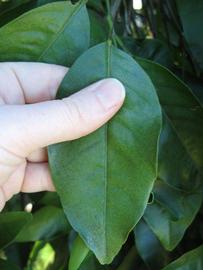              Unifoliolate leaf (Winter Haven, FL)       