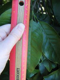              Unifoliolate leaf (Winter Haven, FL)       