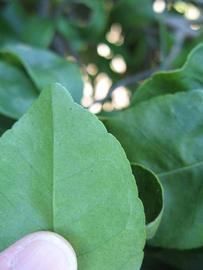              Margin (Winter Haven, FL)       