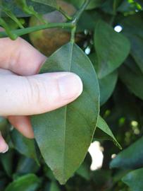              Unifoliolate leaf (Winter Haven, FL)       