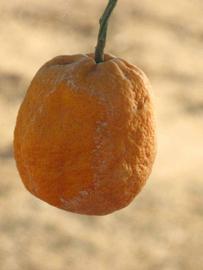            Fruit (Riverside, CA)   