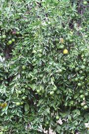            Habit (Riverside, CA)   