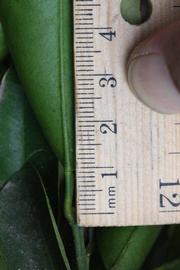              Unifoliolate leaf (Riverside, CA)       