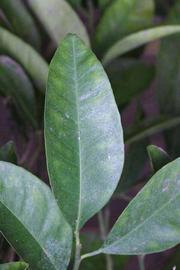              Unifoliolate leaf (Riverside, CA)       