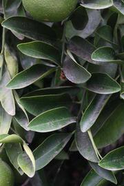              Sun leaves (Riverside, CA)       