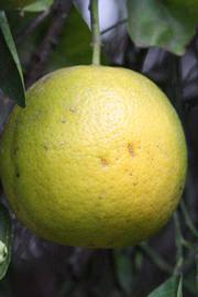            Fruit (Riverside, CA)   