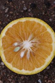            Fruit cross-section (Riverside, CA)   