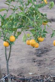            Habit (Riverside, CA)   