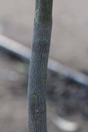              Bark (Riverside, CA)       