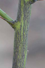               Second - third year twig (Riverside, CA)       