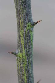              Second - third year twig (Riverside, CA)       