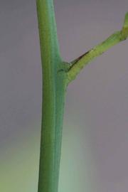              First year twig (Riverside, CA)       