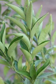            Sun leaves (Riverside, CA)   