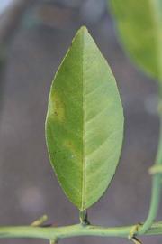            Unifoliolate leaf (Riverside, CA)   