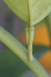              Petiole (Riverside, CA)       