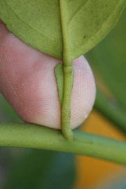              Petiole (Riverside, CA)       