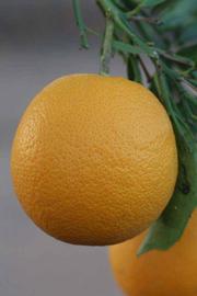            Fruit (Riverside, CA)   