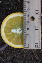            Fruit cross-section (Riverside, CA)   