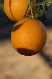            Fruit (Riverside, CA)   