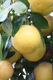            Fruit (Riverside, CA)   