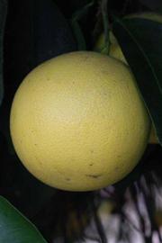            Fruit (Riverside, CA)   