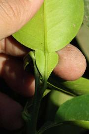              Petiole (Riverside, CA)       