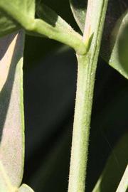            First year twig (Riverside, CA)   