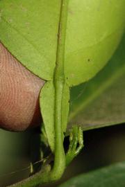              Petiole (Riverside, CA)       