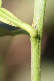            First year twig (Riverside, CA)   