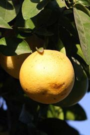            Fruit (Riverside, CA)   