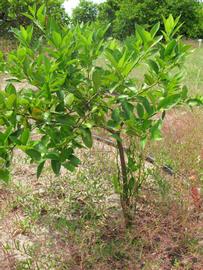            Habit (Persian, Winter Haven, FL)   