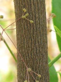            Bark (Persian, Winter Haven, FL)   