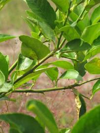            Sun leaves (Persian, Winter Haven, FL)   