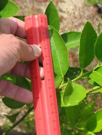            Unifoliolate leaf (Persian, Winter Haven, FL)   