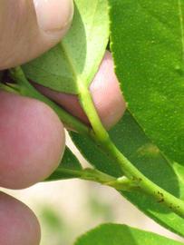            Petiole (Persian, Winter Haven, FL)   