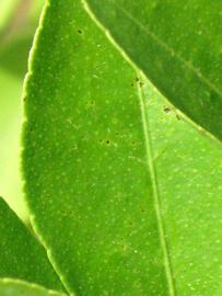            Margin (Persian, Winter Haven, FL)   