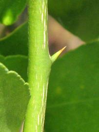            Second - third year twig (Persian, Winter Haven, FL)   